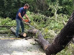 Best Storm Damage Tree Cleanup  in Shell Valley, ND