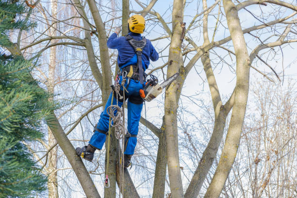 Best Stump Grinding and Removal  in Shell Valley, ND