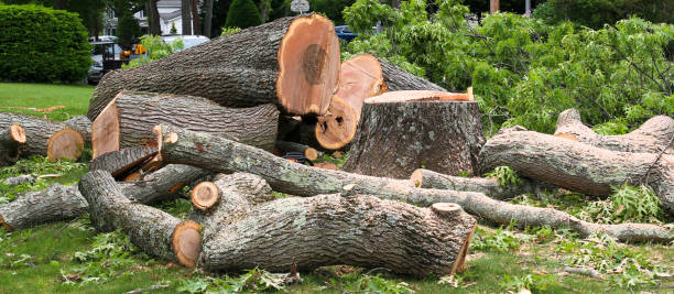 Best Utility Line Clearance  in Shell Valley, ND