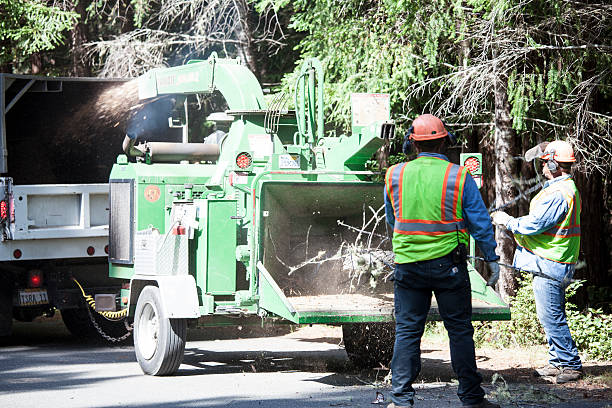 Best Fruit Tree Pruning  in Shell Valley, ND